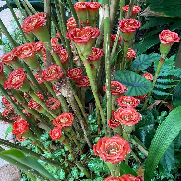 Meet your Posher, Susie - Picture 1 of 1